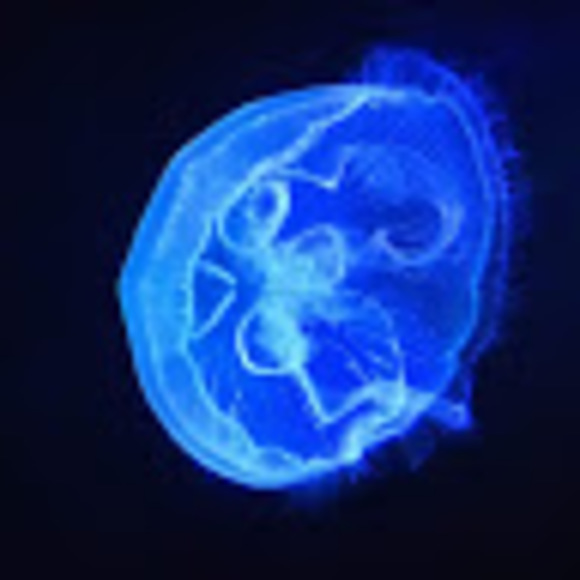 Meet your Posher, Oren - Picture 1 of 1